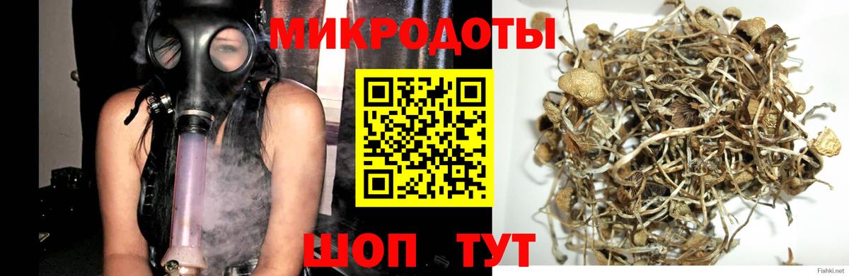 Псилоцибиновые грибы Psilocybe Нижнеудинск